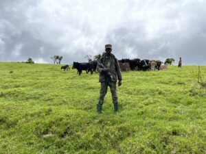 A young Tutsi Congolese guarding his cattle with a rifle, to prevent rustling from FDLR Genocide Perpetrators, working for the Kinshasa government.